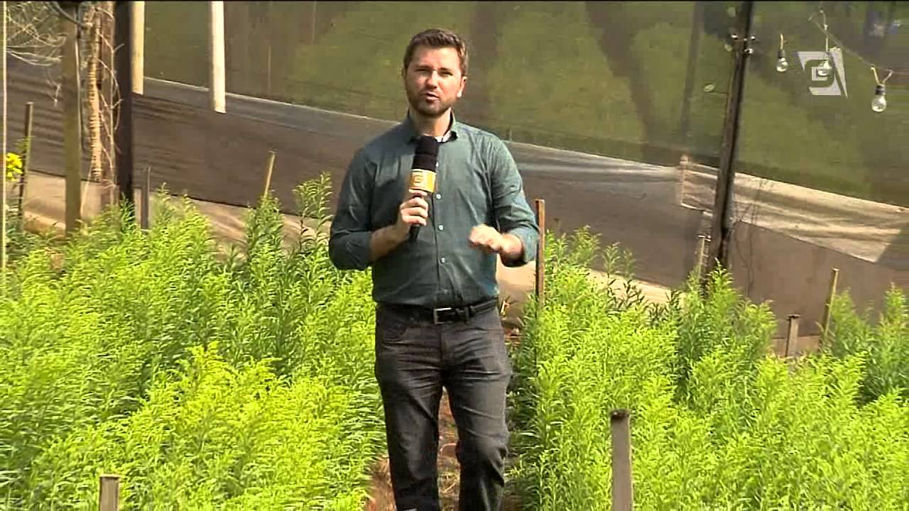 Estiagem afeta produção de flores no interior de SP
