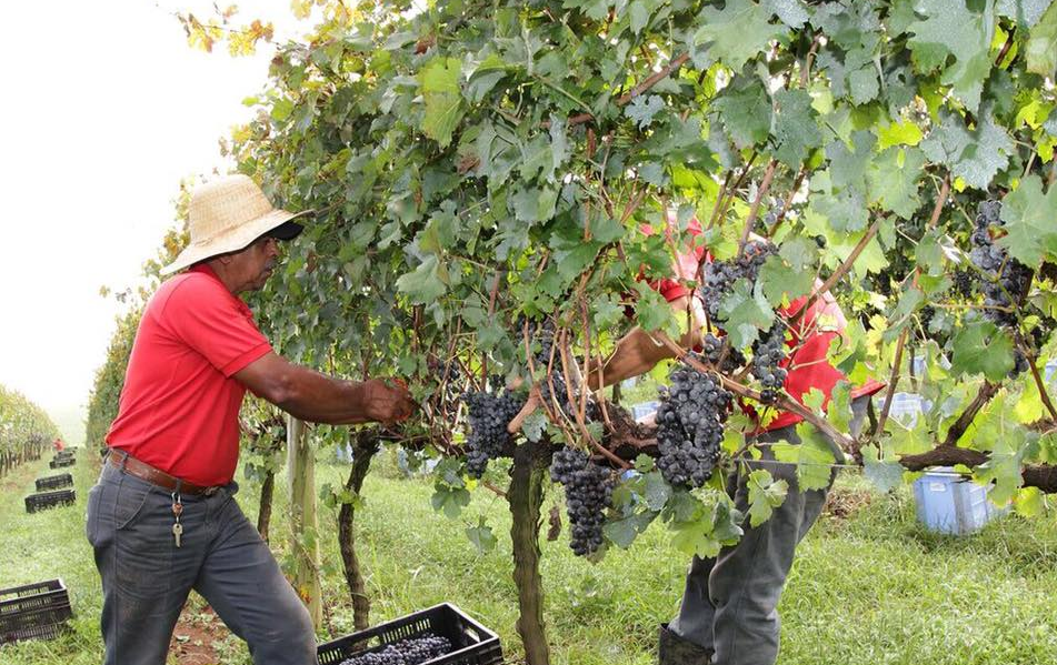 São Roque 3 (Vinícola Goes)