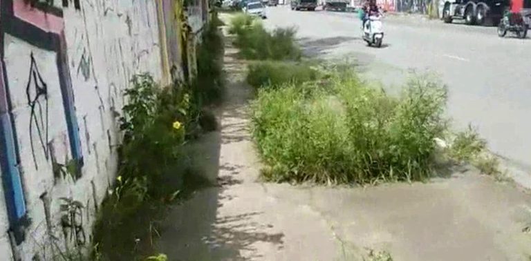 Moradora reclama de mato em calçada da Grande São Paulo