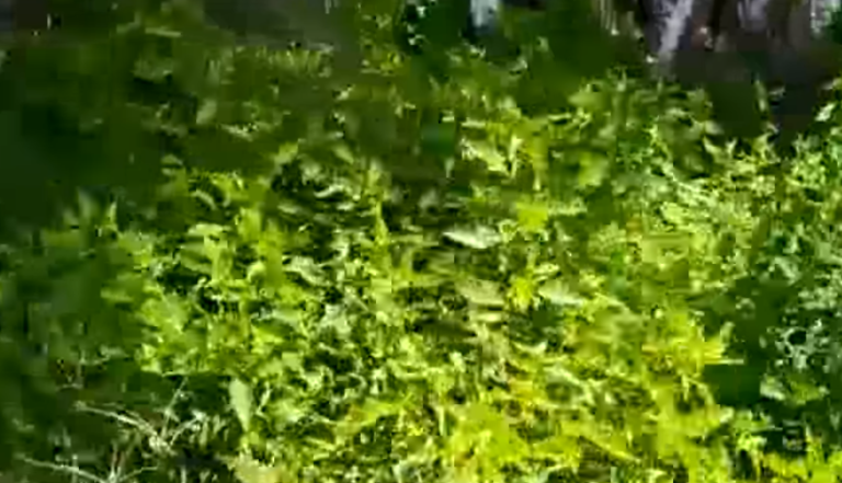 Gazap mostra praça repleta de mato alto na Zona Oeste de SP