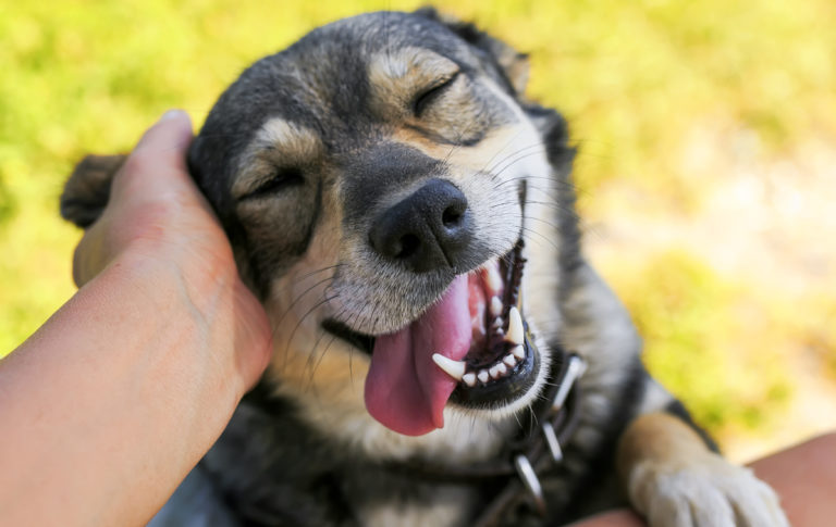 Feira em São Paulo reúne apaixonados por pets