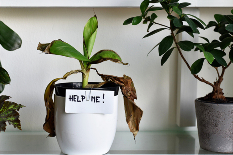 Imagem de capa representando o destaque: Plantas que Florescem o Ano Inteiro: Mais Cor e Beleza para sua Casa