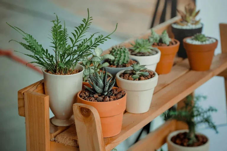 Imagem de capa representando o destaque: Plantas Que Energizam a Casa | Dicas com Roberto Rabelo