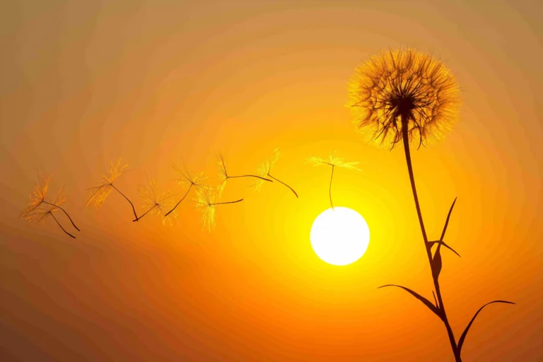 Como ter uma vida mais simples e leve!