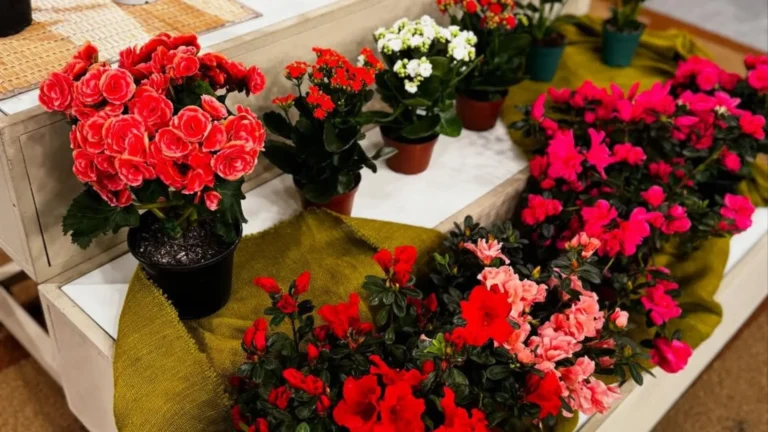 Imagem de capa representando o destaque: Match das Hortas e Vasinhos: Combinações Perfeitas para Cultivar em Casa