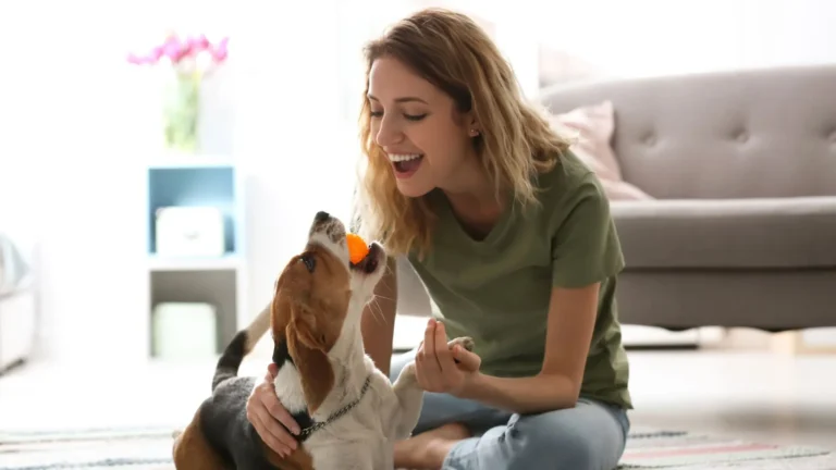 Dicas de adaptação pós-adoção de um pet