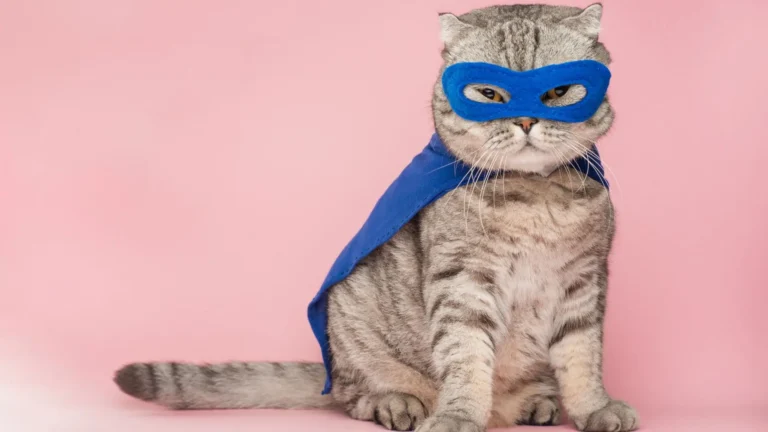 Conheça os comportamentos mais curiosos dos gatinhos!