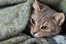 Entenda as doenças virais que afetam os felinos