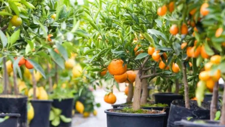 Imagem de capa representando o destaque: Frutas no Vaso: Colha Sabores Fresquinhos em Casa