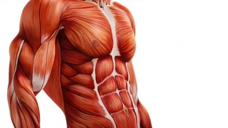 Imagem de capa representando o destaque: Músculos e Envelhecimento: O Que Acontece com o Corpo ao Longo dos Anos?