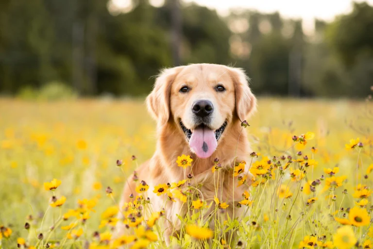 Imagem de capa representando o destaque: Exames Genéticos Podem Prolongar a Vida dos Pets e Ajudar a Prevenir Doenças