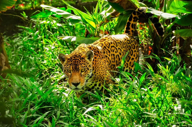 Imagem de capa representando o destaque: Onça-pintada: conheça curiosidades e segredos desse animal incrível
